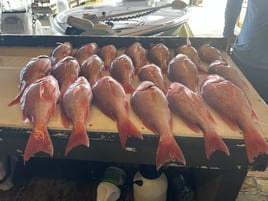 Red Snapper Trip