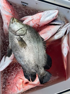 Classic Tripletail Trip