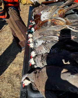 Texas Upland Trio Hunt