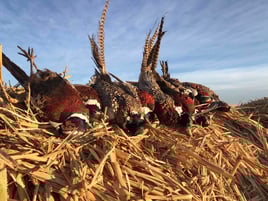 Texas Upland Trio Hunt