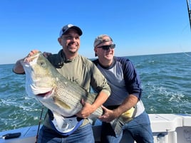 Striper Extravaganza!