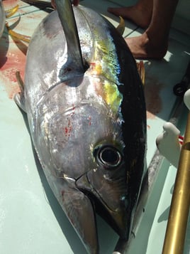 Tuna Marlin and More
