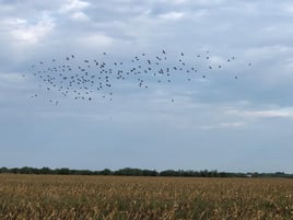 Texas Dove Hunt Fun!