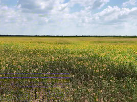 Texas Dove Hunt Fun!