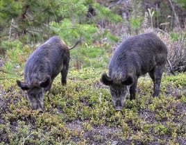 Helicopter Hog Hunts