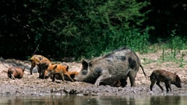 Helicopter Hog Hunts