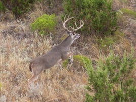 No-Frills Whitetail Hunt