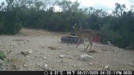 No-Frills Whitetail Hunt