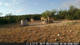 No-Frills Whitetail Hunt