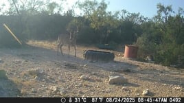 No-Frills Whitetail Hunt