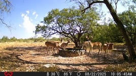 No-Frills Whitetail Hunt