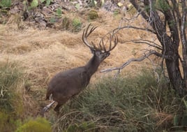 No-Frills Whitetail Hunt