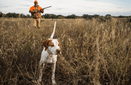 Pen Raised Quail Hunts