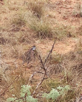 Pen Raised Quail Hunts