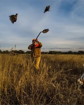 Pen Raised Quail Hunts
