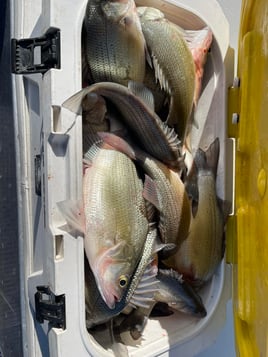 Lake Ray Hubbard Bass