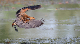 Fulvous Whistling Duck Hunting in Corpus Christi, Texas