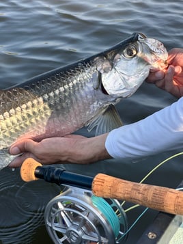 Tarpon Fishing in New Smyrna Beach, Florida