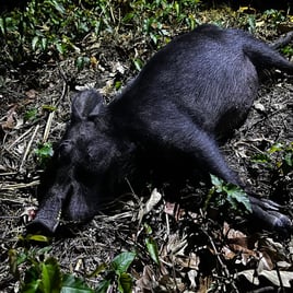 Thermal Hog Spot and Stalk