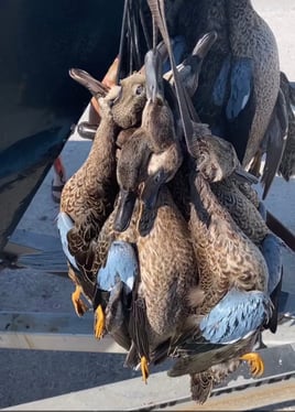 Corpus Christi Duck Hunts