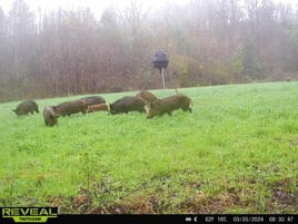 Alabama Thermal Hog Hunts