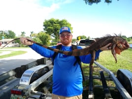 Iguana Fishing in Fort Lauderdale, Florida