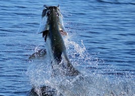 Top Notch Tarpon Trips