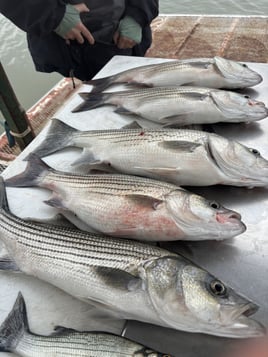 Captain John’s Evening Trip