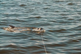 Tarpon Fishing in Homosassa, Florida