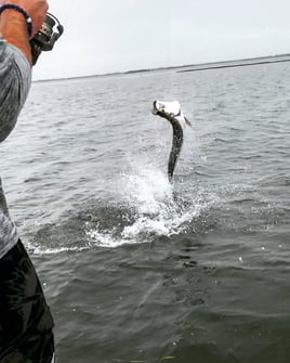 Silver King Tarpon Fishing