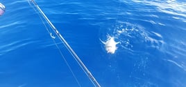 Big Game Fishing - half or full day experience