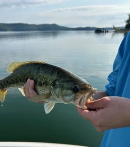 Beaver Lake Bass