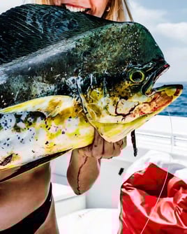 Mahi Mahi Fishing in Fort Lauderdale, Florida