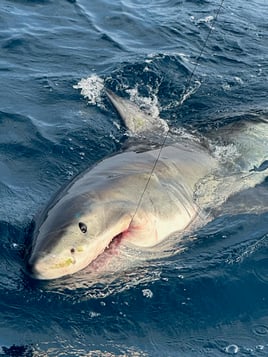 Catch Sharks of Fort Lauderdale