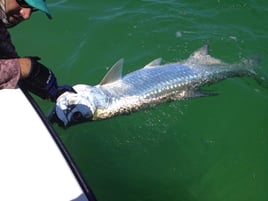 Clearwater Florida Shallow Water Sightfishing