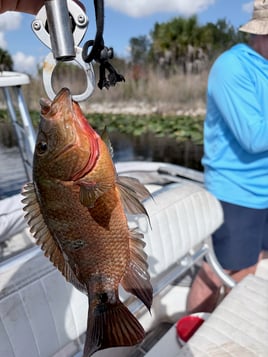 Everglades Fishing