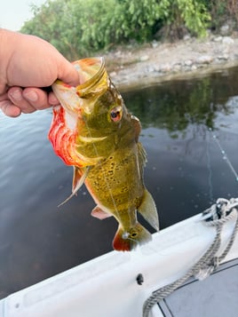 Everglades Fishing