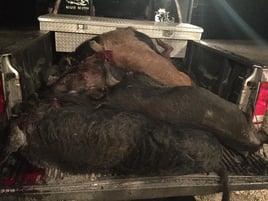 ALLIGATOR/HOG COMBO HUNT