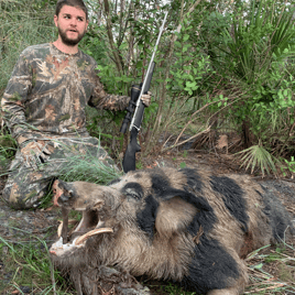 Half day wild boar hunt