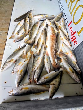 Summer Time Specktrout Slam