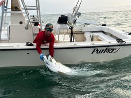 Tarpon Trips Sarasota