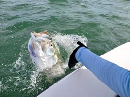 Tarpon Trips Sarasota