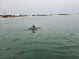 SPI dolphin watch