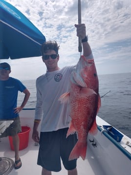 Live Red Snapper Action - 48' Viking