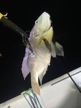 Everglades Gigging