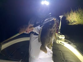 Everglades Gigging