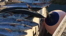 3/4 Day King Mackerel