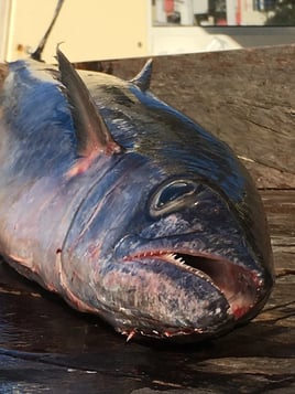 3/4 Day King Mackerel