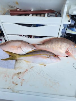 Bottom Fishing Reefs and Wrecks