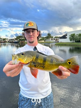Key Largo Peacock Bass